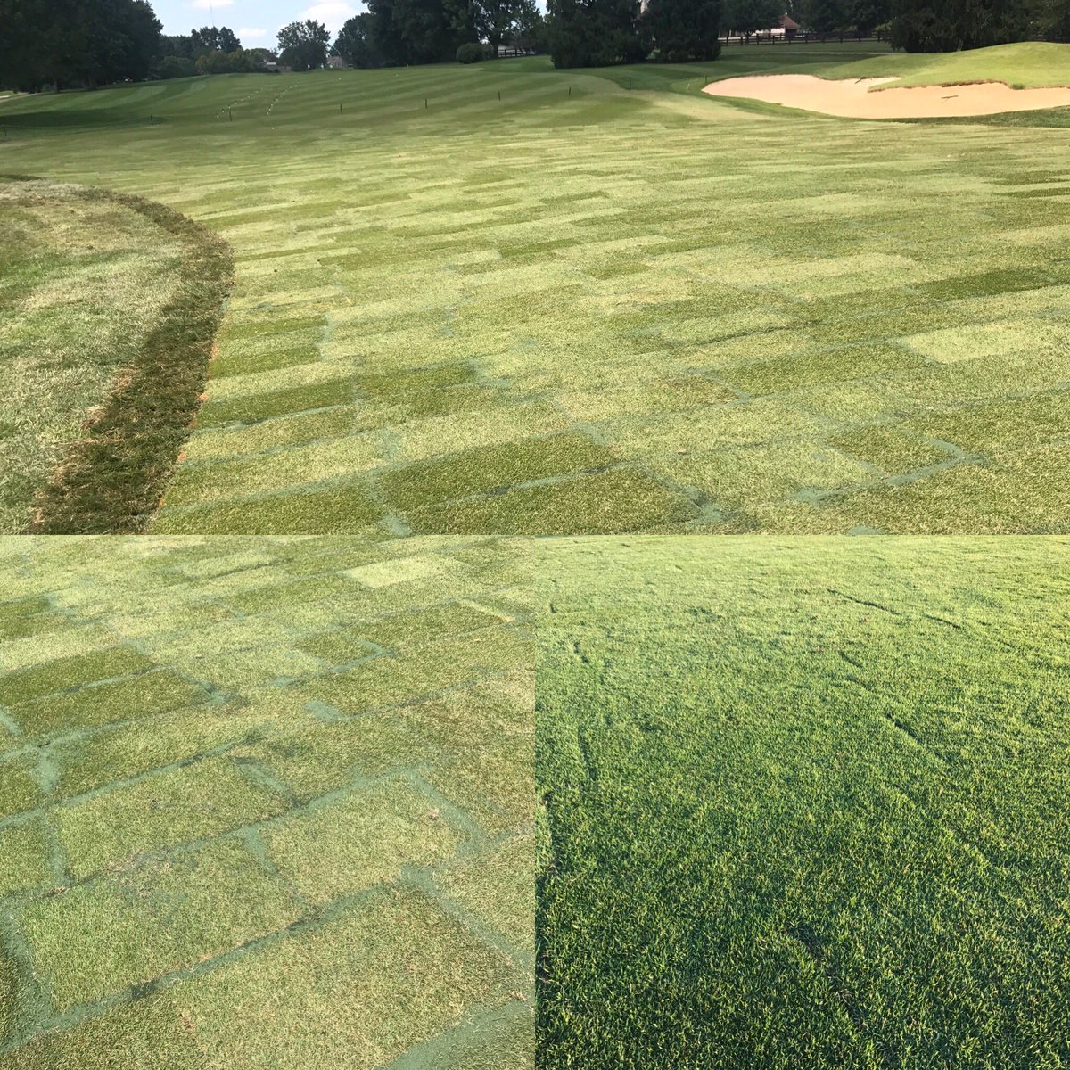 LeefordSimpson's tweet photo. Hole 3 approach renovation at Greenbrier Golf &amp; CC @JYDoyle11 @evan_sears sod seams filling n 10 days @MaXandsoil @HarrellsLLC #RecoveryMix https://t.co/jRqUZHjCc1