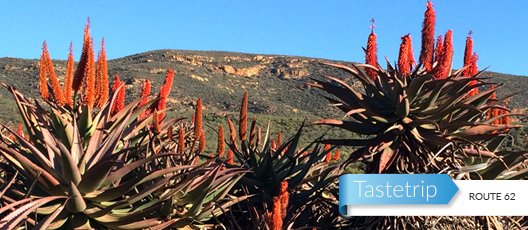 Now that the aloes are in bloom, is there a more attractive drive in the Cape? R62. A long and lovely road. bit.ly/2q9jyni
