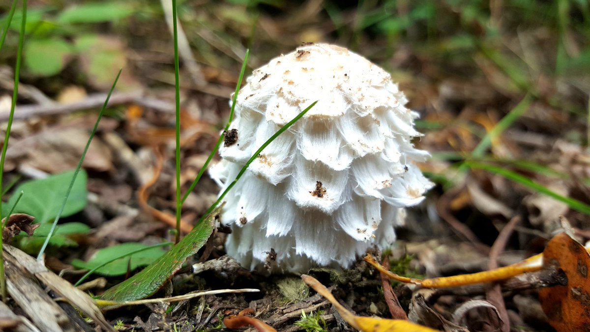 SallyOutram's tweet photo. Daneshill Lakes today #walk looking beautiful #wildlife #fungi    #flyagaric #browncap #Nottinghamshire #getoutside &amp; explore! https://t.co/gS2axWHDeu