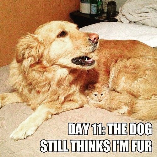 PlayPaws's tweet photo. The perfect disguise...

#love #cute #dogs #bestoftheday #paws #cat #cats #kittens #kitten #pets #dog #kats #feline #kitty #puppy #puppies https://t.co/53byS9oRjs