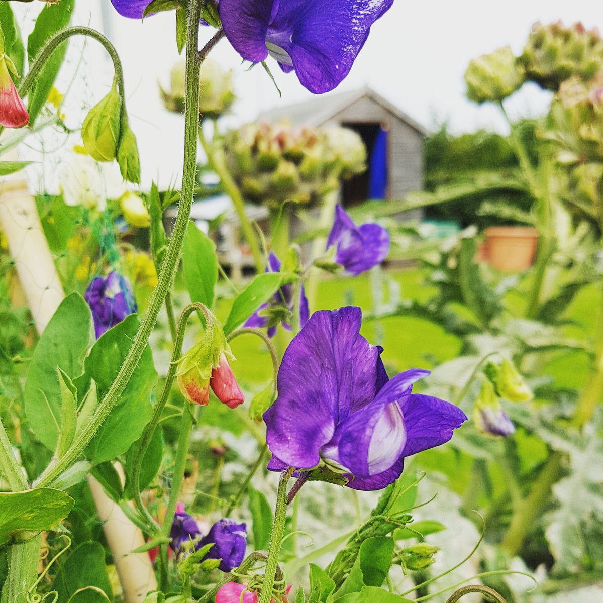 edicityacres's tweet photo. Sweet peas and artichoke are looking lovely today #flowers #runningwild #permaculture https://t.co/Nu49Q14uDN