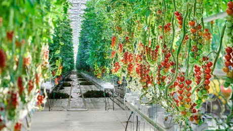 Mighty Vine gives props to Royal Pride Holland hortidaily.com/article/36929/… https://t.co/GeEB7Ugfrf