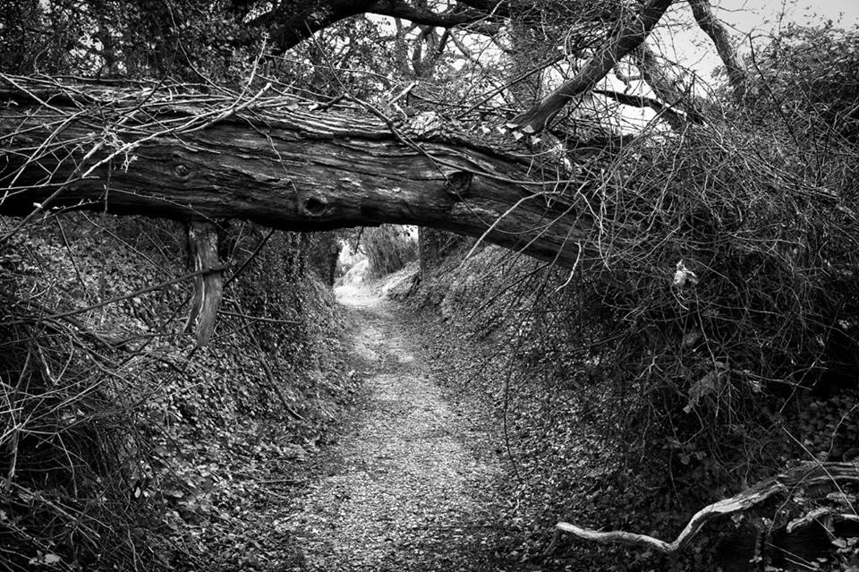 The Landings
Encounter performers &amp; musicians in lanes, fields or by the sea
As paths split you choose what to follow &amp; what to leave behind