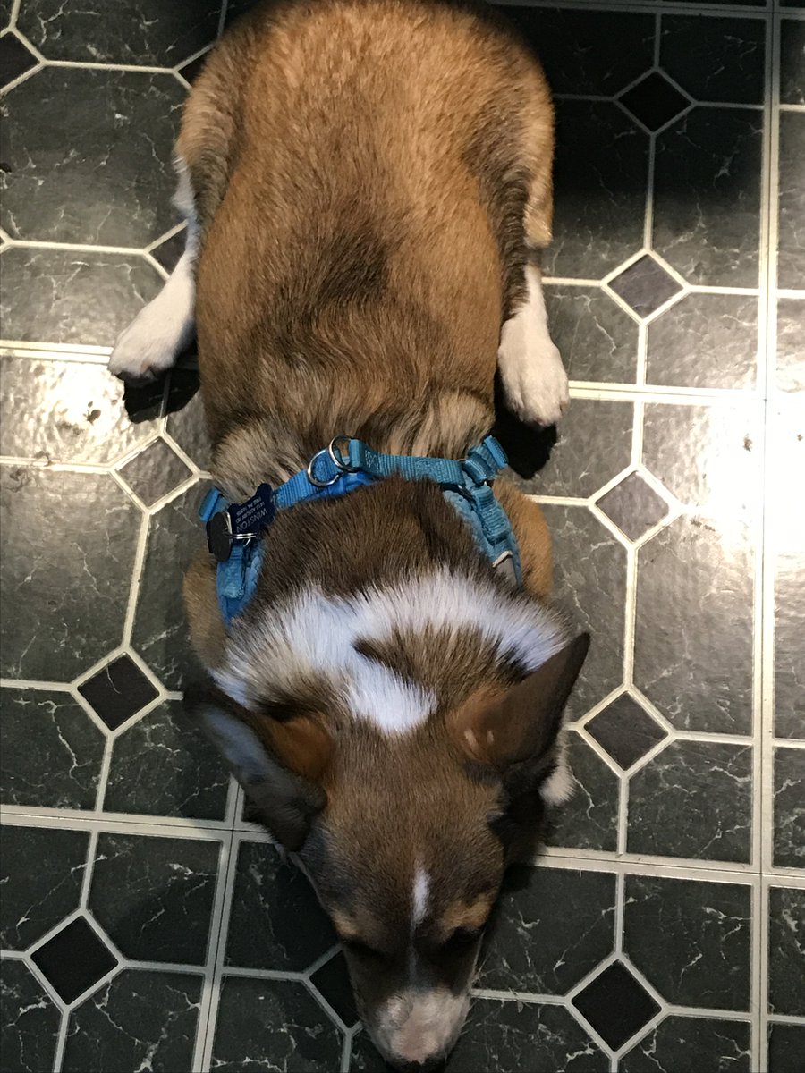 intern_winston's tweet photo. One corgi waiting impatiently for this whole #Eclipse2017 thing. Does this mean extra treats? #TotalEclipseOfTheHeart https://t.co/2jH7Jj13KX