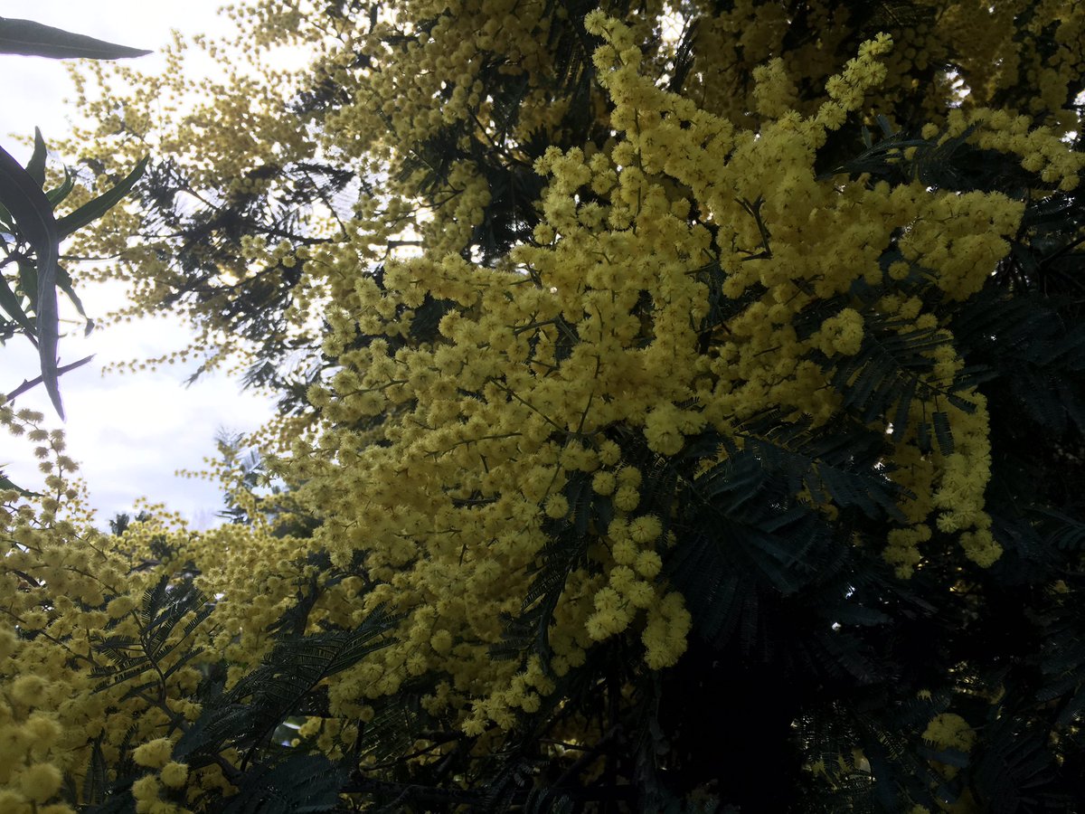 Gaskers09Sarah's tweet photo. Vibrant wattle #Yarra #mothernature #deepspring https://t.co/PJdRzn4ufa