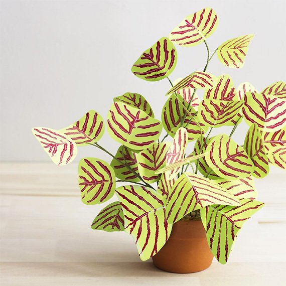 krissyb's tweet photo. Hooray for plants that I can't possibly kill! #prettypaperthings https://t.co/lYnrCW4eSD https://t.co/K4lVPVJxaN