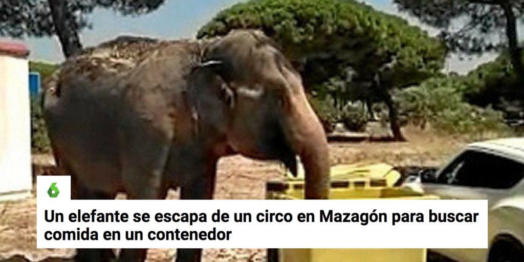 PartidoPACMA's tweet photo. 🎪 Detrás de los circos, los animales sufren tortura y explotación https://t.co/of52o0MVn0

🐘 Hazlo por él ¡FIRMA! 👉 https://t.co/jbeMJpolaA https://t.co/h3iNNIvUdz