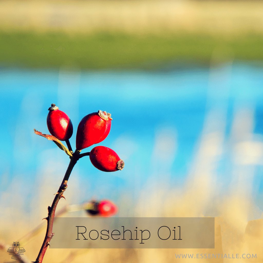 EssentialleSkin's tweet photo. Rosehip Oil is a superstar ingredient in our Revival Nectar Nourishing Oil. Launching in September! #essentialle #natural #skincare #beauty https://t.co/6G1QtMcfFx