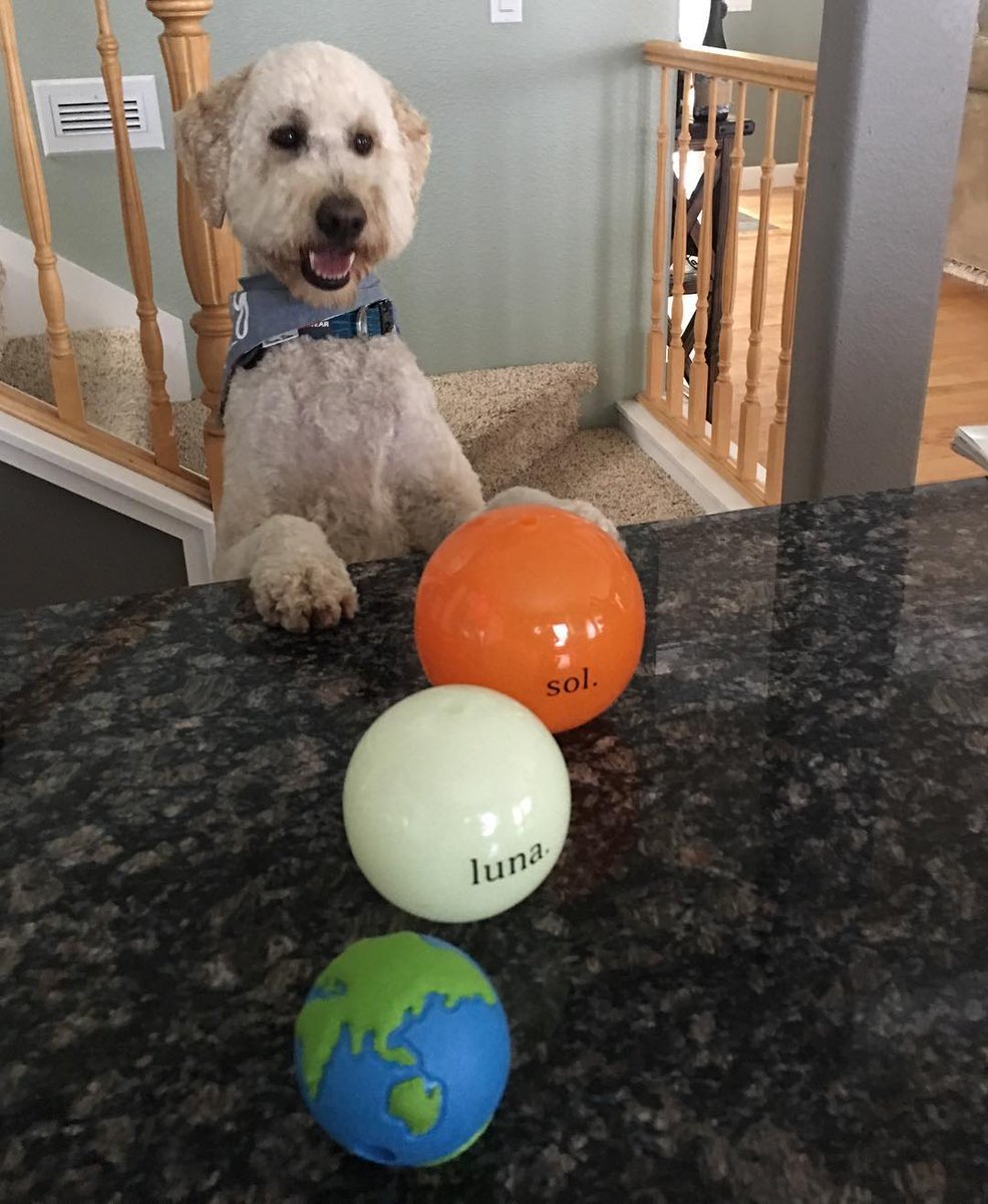planetdoglife's tweet photo. Sol, Luna, Orbee Ball. The ultimate #PlanetDog Solar Eclipse kit! #dogsofinsta #orbeetuff #SolarEclipse2017 https://t.co/VcDpGPwJDB