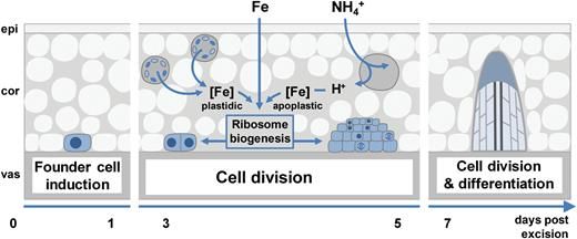 JXBot's tweet photo. Iron role in promoting meristematic cell division during #adventitious #root formation https://t.co/dGeb6j0qHJ https://t.co/ONOwTRC9xb