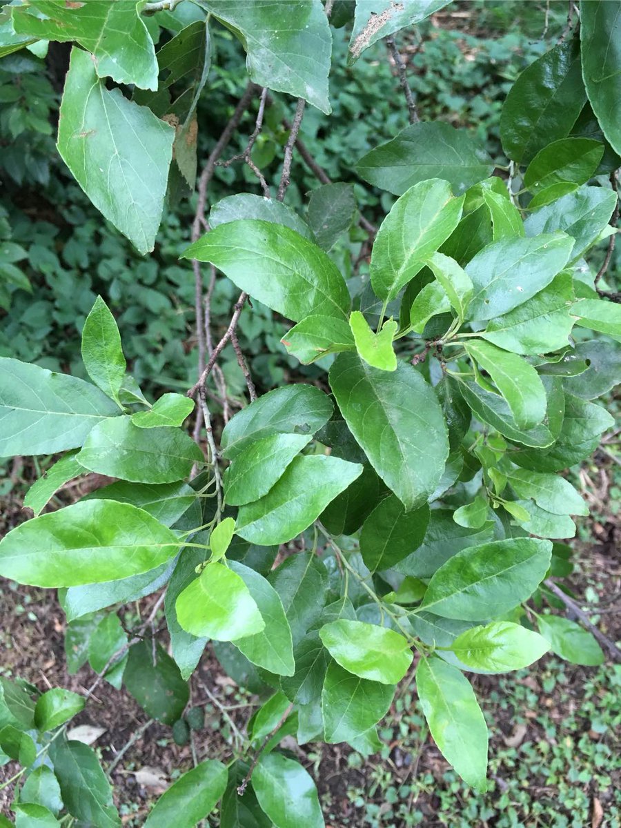 Pka בטוויטר ハンノキ Alnus Japonica カバノキ科ハンノキ属の落葉高木 葉は細い卵形で長さ7 13cmほど 葉柄は2 3cmとやや長め 葉先は細長く 鋸歯は小さく目立たない 裏面は葉脈が浮き出る 樹皮は縦に裂ける 湿った環境を好み 湿地や川岸 公園の水辺などに