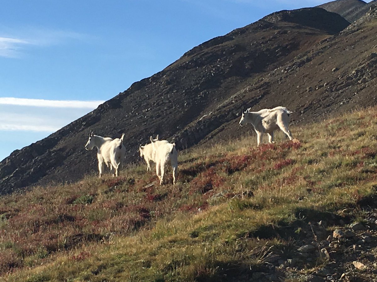 William V. Heim tweet media