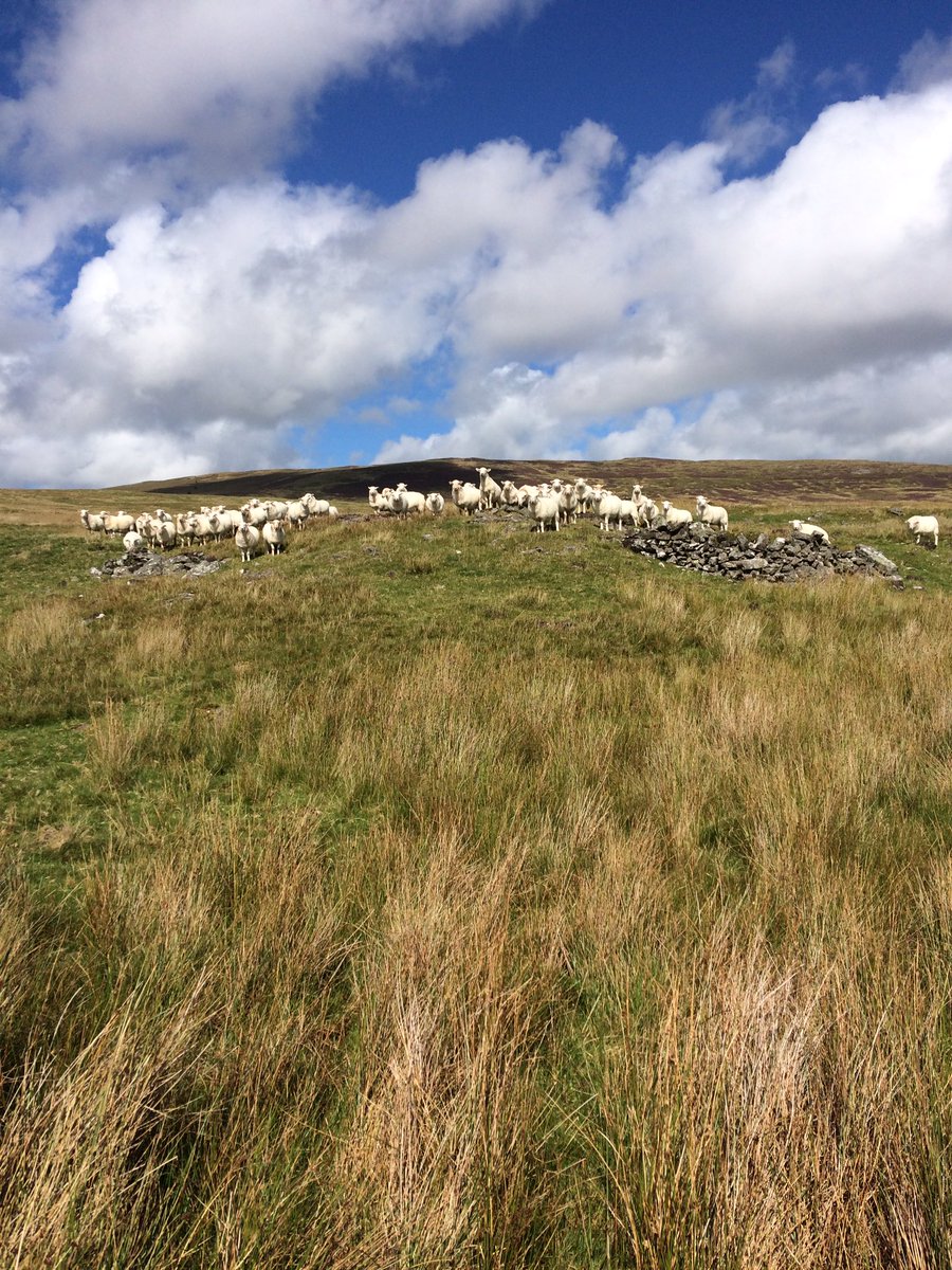 fedwarian's tweet photo. 22/30 sheep:without them to manage the landscape it would be a costly &amp; polluting job to control it with an engine #EnvironmentalSuccess https://t.co/LuHI4vkqP9