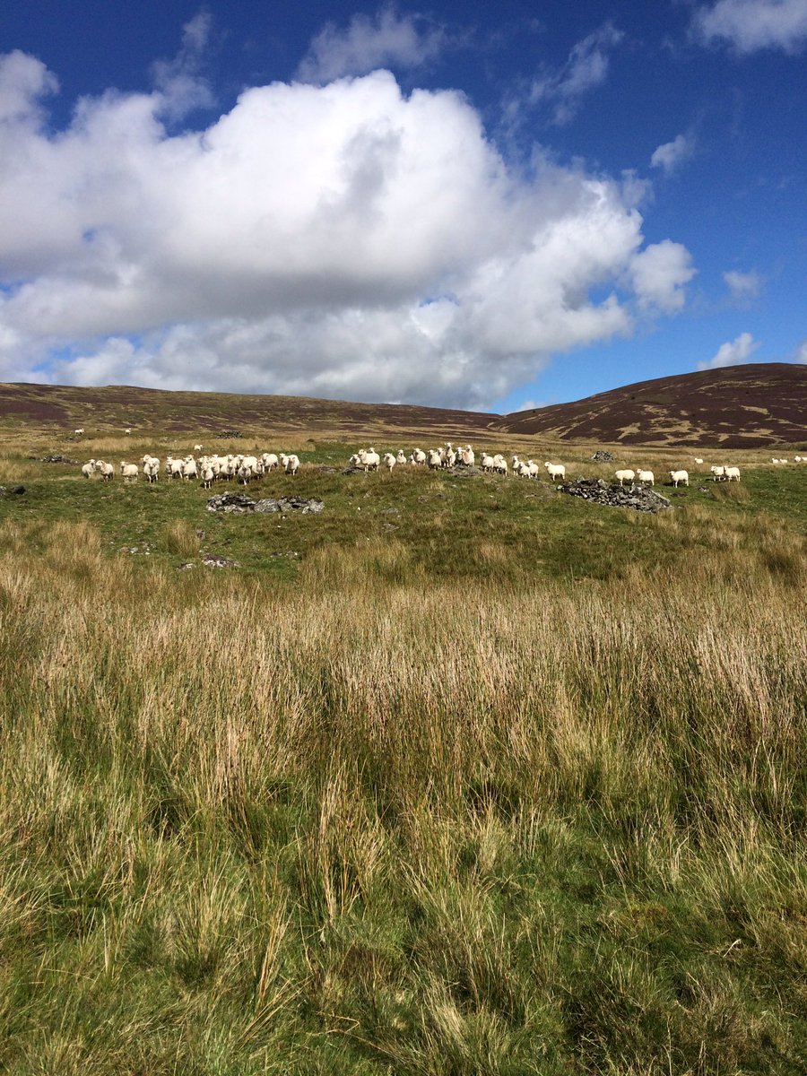 fedwarian's tweet photo. 22/30 sheep:without them to manage the landscape it would be a costly &amp; polluting job to control it with an engine #EnvironmentalSuccess https://t.co/LuHI4vkqP9