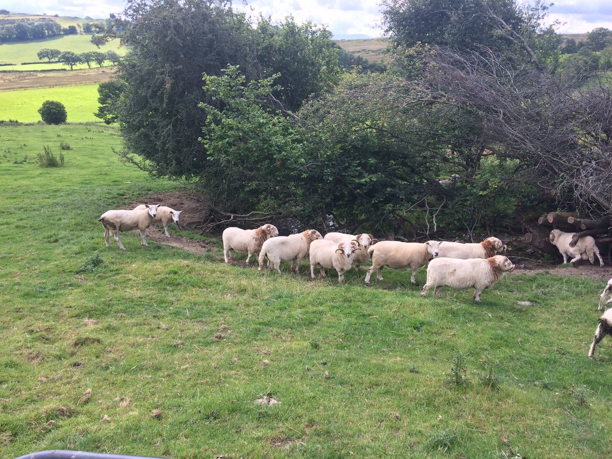 fedwarian's tweet photo. 22/30 sheep:without them to manage the landscape it would be a costly &amp; polluting job to control it with an engine #EnvironmentalSuccess https://t.co/LuHI4vkqP9
