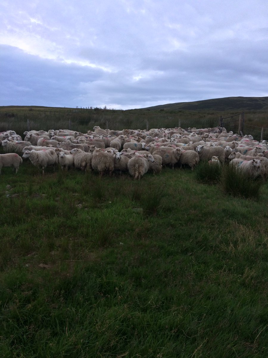 fedwarian's tweet photo. 22/30 sheep:without them to manage the landscape it would be a costly &amp; polluting job to control it with an engine #EnvironmentalSuccess https://t.co/LuHI4vkqP9