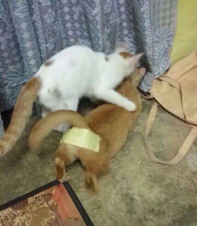 ObsessedEst's tweet image. Блэт 😂😂😂