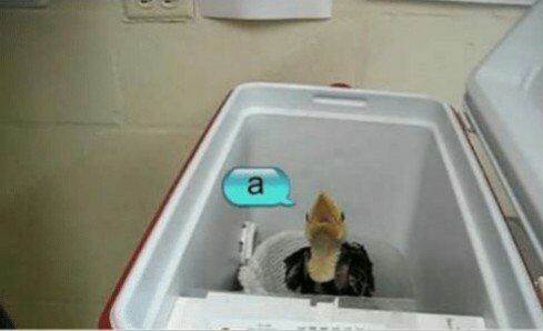 Musgbeuf's tweet image. [ ]