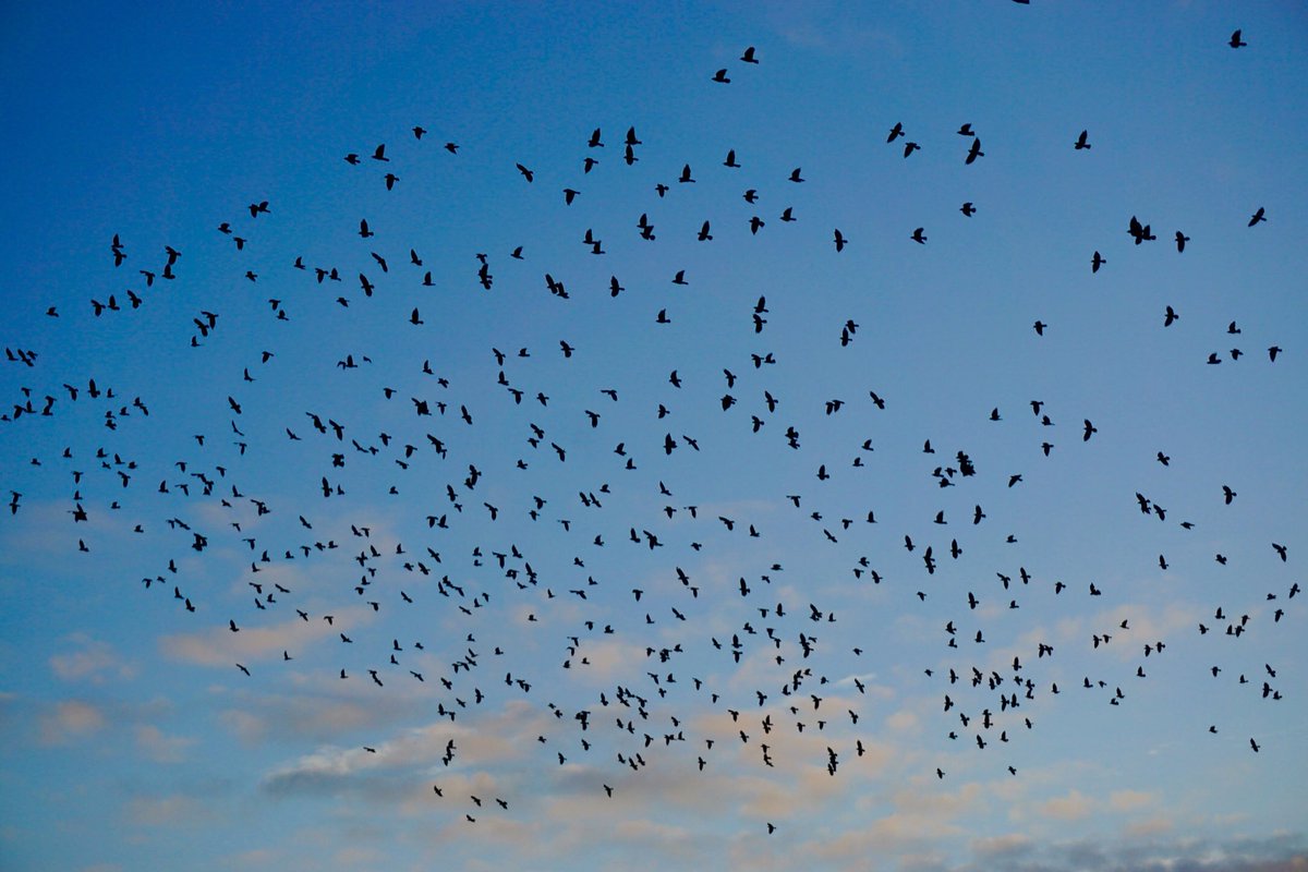 John Maclaughland tweet media