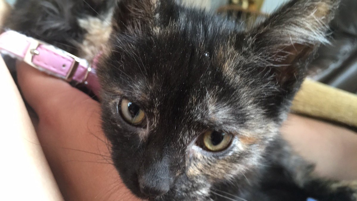 MackenzieUntz's tweet photo. Welcome to the family Luna and Athena https://t.co/Ztc50z8lBb