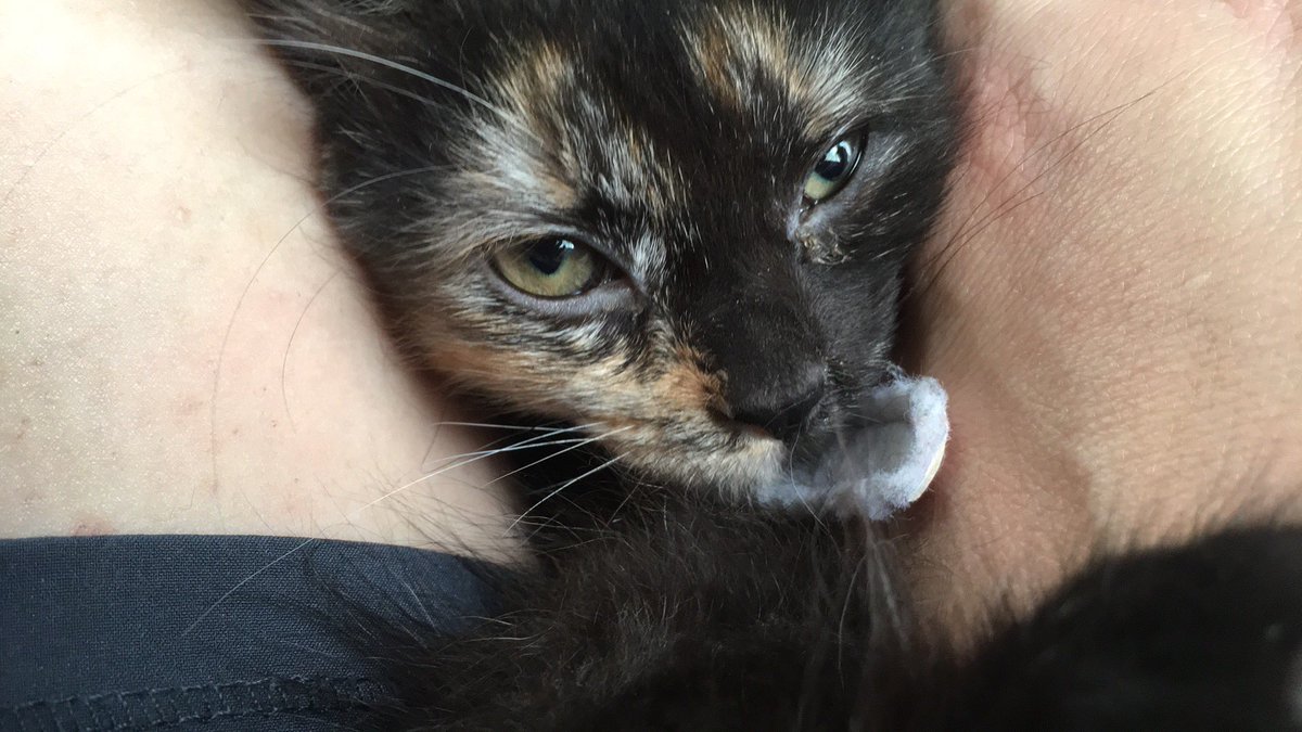 MackenzieUntz's tweet photo. Welcome to the family Luna and Athena https://t.co/Ztc50z8lBb