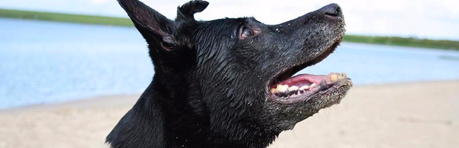 ECOstyle Animal Care tweet media