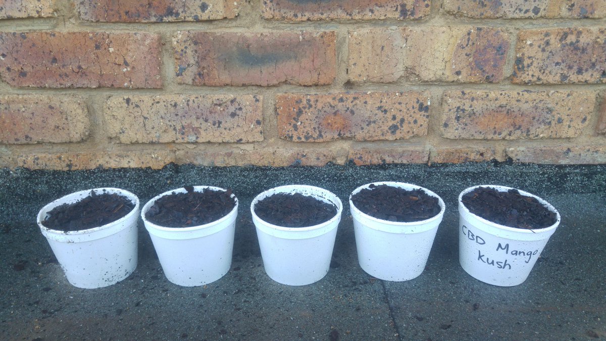 MedicatedSa's tweet photo. Just planted 5 of each, some children will be so grateful for this supply. Some parents will be able to help their precious children #free https://t.co/WCRjguXpbL
