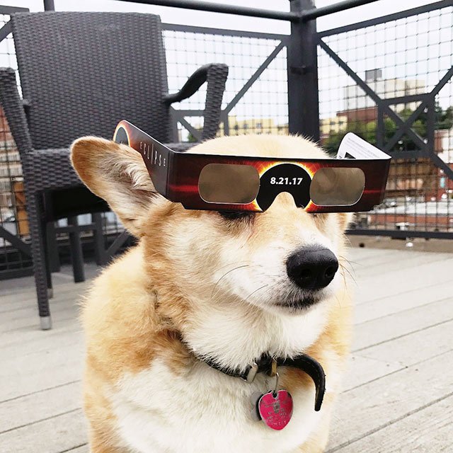 UnleashedLife's tweet photo. βοΈπ Everybody be safe today and enjoy the eclipse!
#UnleashedLife #dogs #corgi #ilovemydog #doglover #dogsofig #solareclipse #eclipse2017 https://t.co/otHCm52wBM