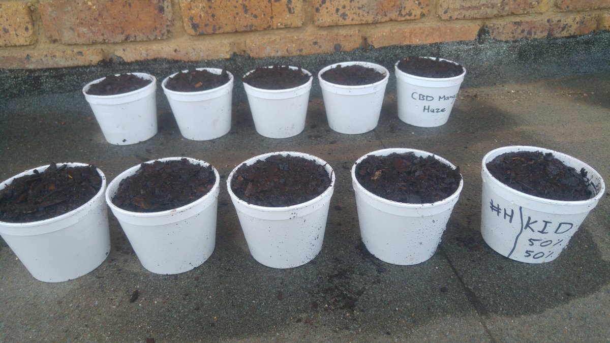 MedicatedSa's tweet photo. Just planted 5 of each, some children will be so grateful for this supply. Some parents will be able to help their precious children #free https://t.co/WCRjguXpbL
