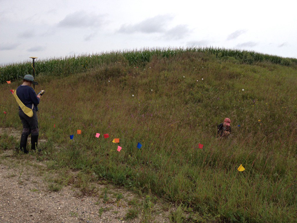 Lea &amp; Tracie are censusing plants at a roadside population of Echinaceain MN #prairie #research <a href="/chicagobotanic/">Chicago Botanic Garden</a>