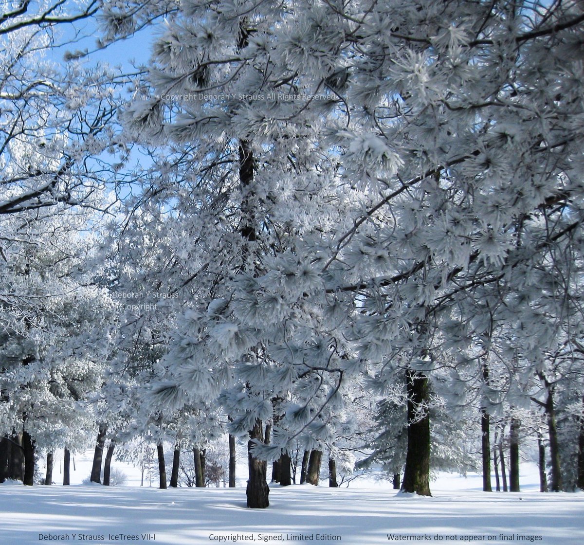 StraussDVM's tweet photo. IceTreesVII-I. The #BeautyOfNature. Fine Art Photography by Deborah Strauss. Copyright/LimitedEditions/DM to inquire. #DeborahStraussDVM https://t.co/GQw7gp8sDq