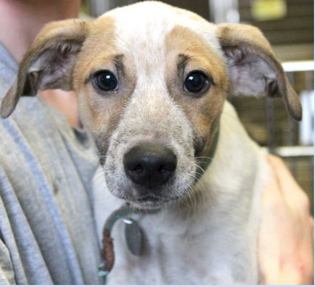 AnimalLeague's tweet photo. See Ferris in Port Washington this Friday as we partner with @Zappos for our Friends On us Friday where your adoption fee will be waived! https://t.co/KvAVx3Oesf