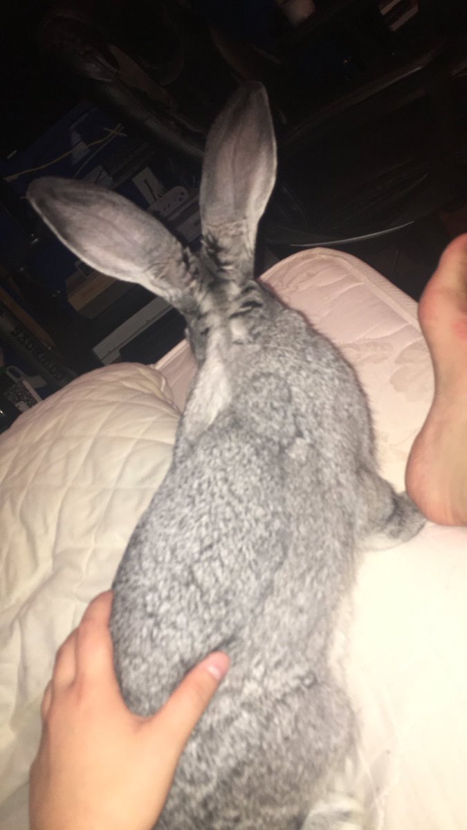 Bunny Of The Day 🐰 (@bunnyoftheday_) / Twitter