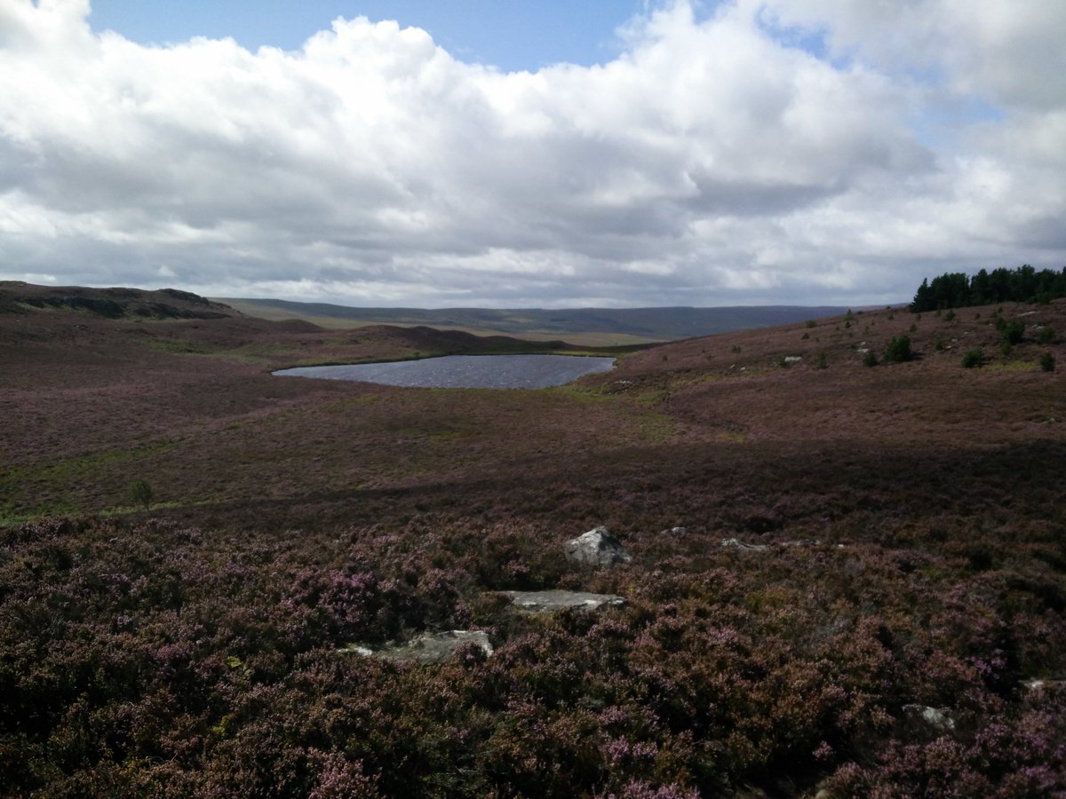 #heather hunting #harbottle #drakestone #northumberland #familywalks