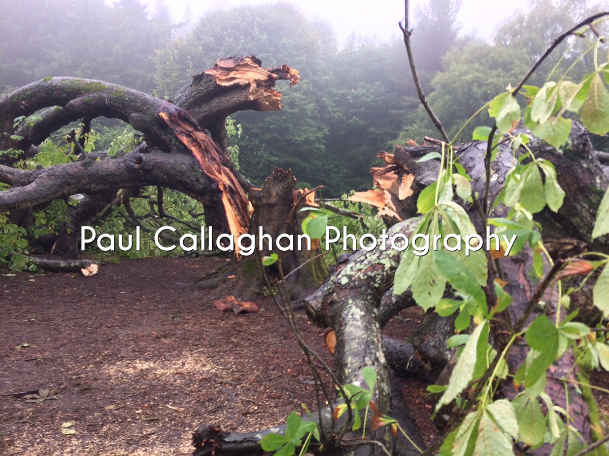 CallaghanPaul's tweet photo. #dunari #horsechestnuttree Dun A Ri Forest Park https://t.co/Lj4Gkwj1Be https://t.co/mcHYCyYfg6