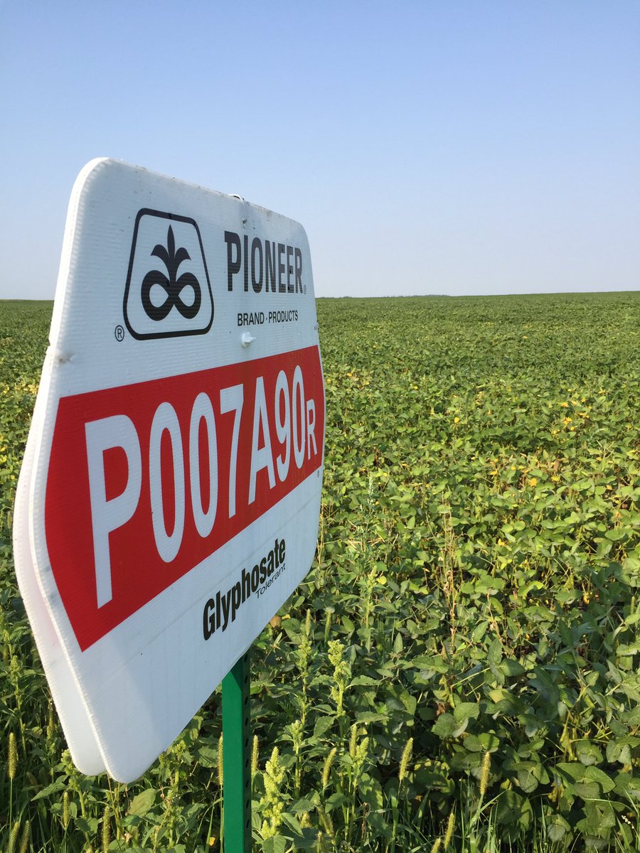 the_scooter27's tweet photo. Be sure to check out new P007A90R this fall. Ask your rep for #YieldHero results. #acceleratedyield @PioneerWCanada https://t.co/wxxsC6yeU7