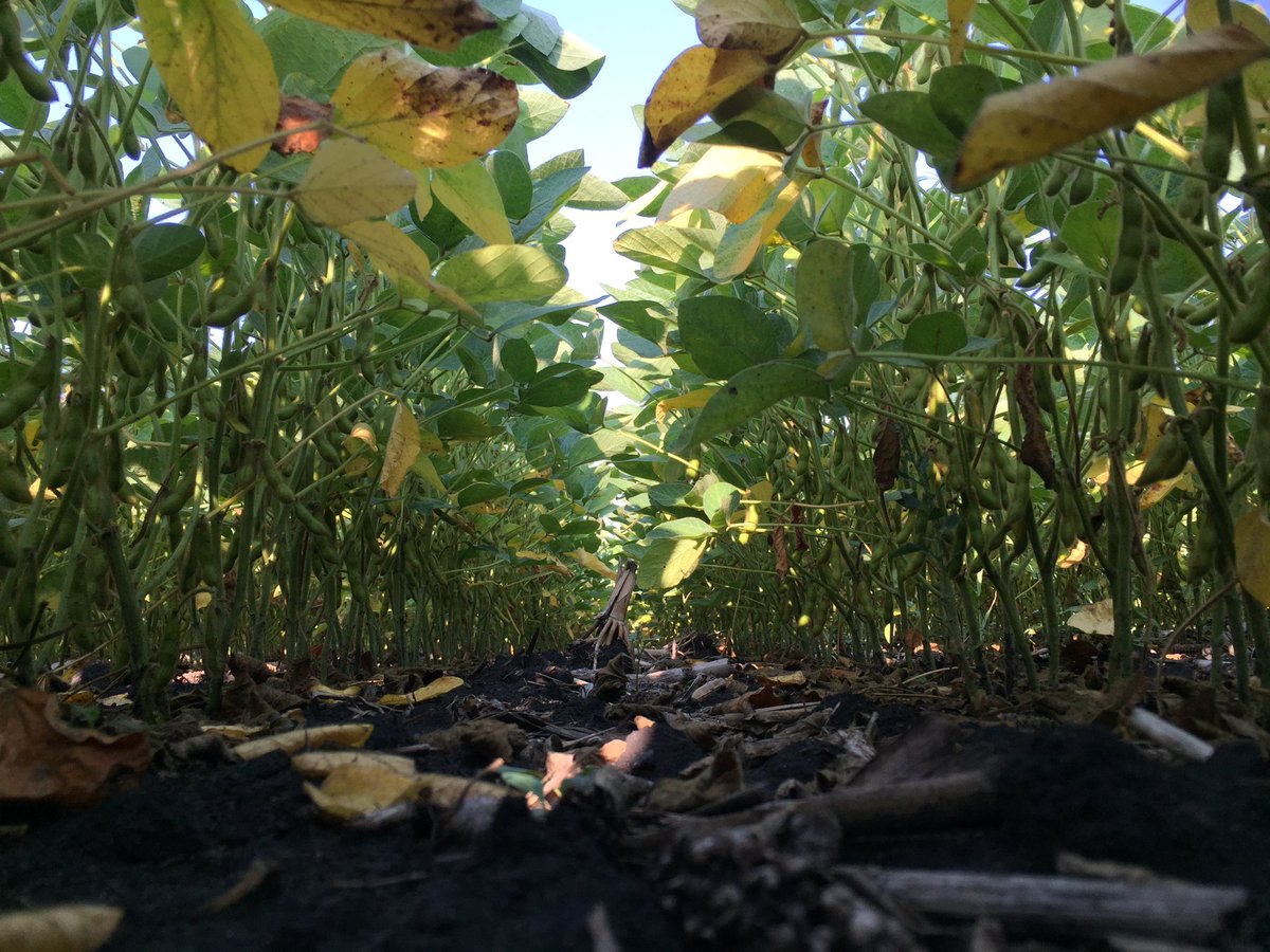 Be sure to check out new P007A90R this fall. Ask your rep for #YieldHero results. #acceleratedyield @PioneerWCanada