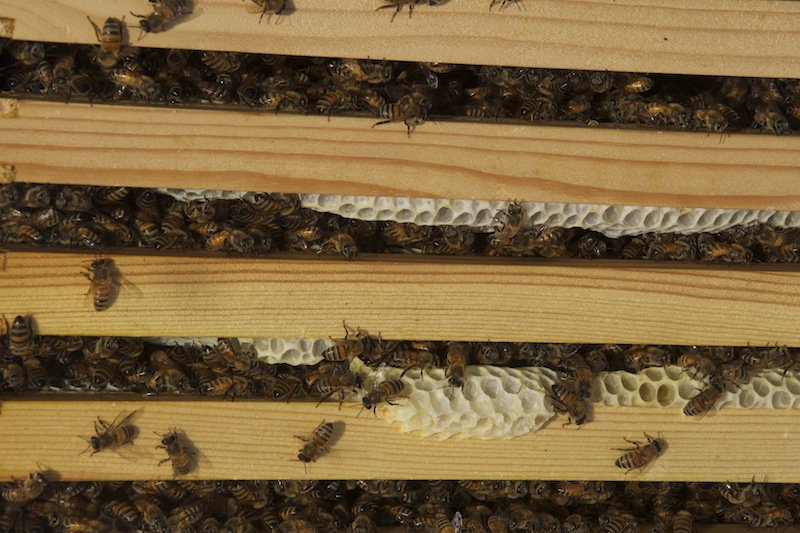 AdoptABeehiveUK's tweet photo. Did you know that #bees won't fly out in heavy rain? So a wet summer can cause problems in the hive, depleting essential winter food stores https://t.co/CxcPd5JfvS