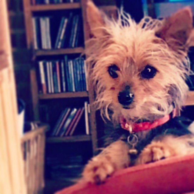 animalsfriends_'s tweet photo. El no solo es un perro 🐶 es Leónidas Esteban y es parte de la familia...! #Puppie #Doggie #AnimalsFriends https://t.co/nrNcvh3Pfx