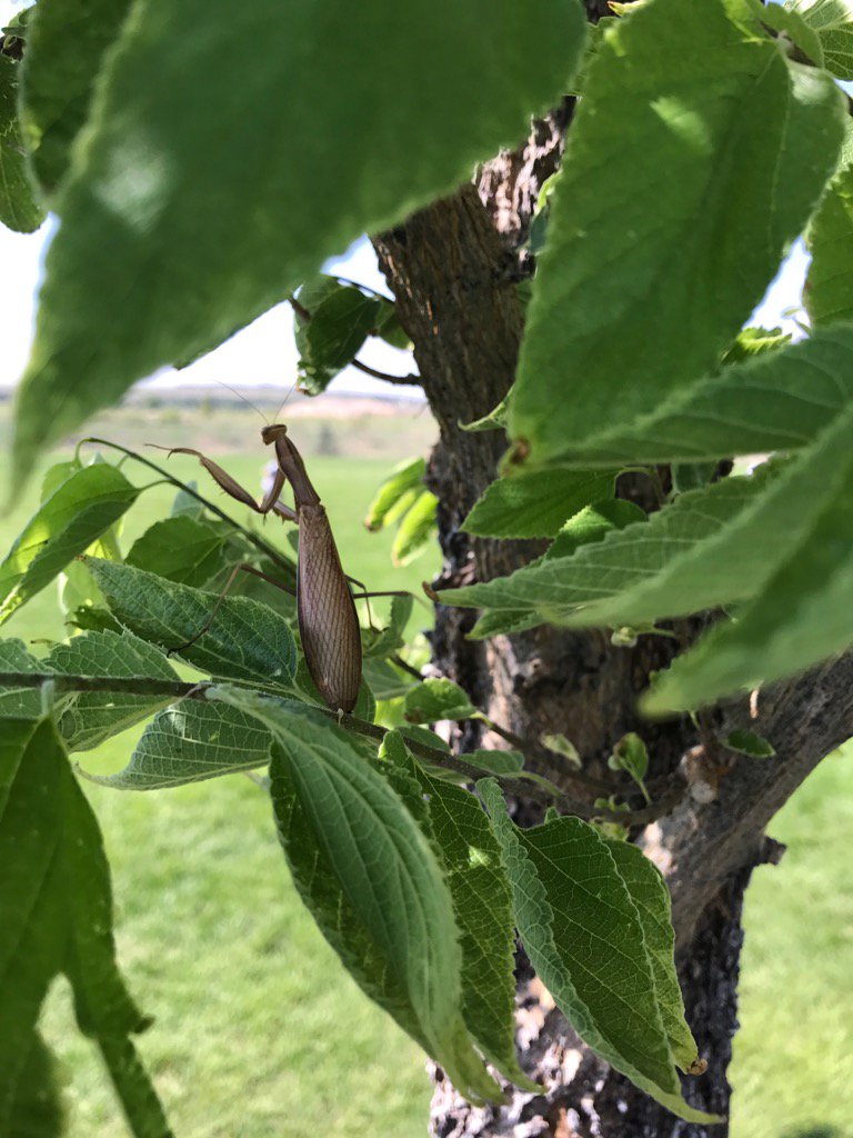 Eclipse? What eclipse? We found this awesome praying mantis during recess!