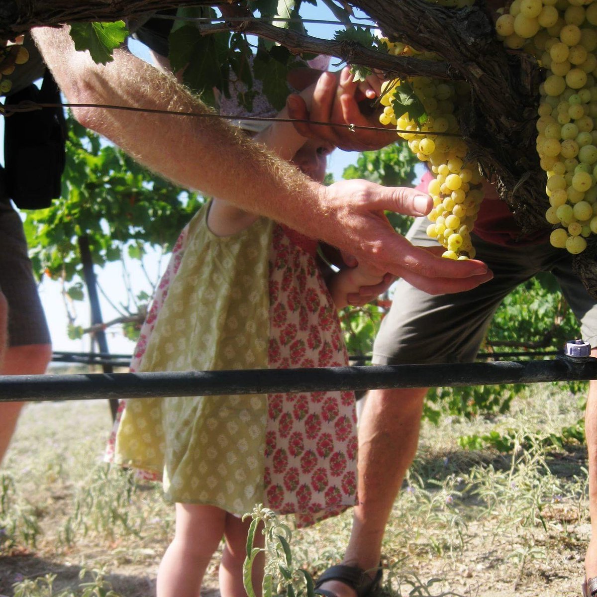 DaysOfOurVines's tweet photo. #pickyourown #organic #sultana #seedless #grapes, this #Sunday august 27 at #mariannas_vineleaves in #neaGonia #Halkidiki https://t.co/Y01DawvZMF