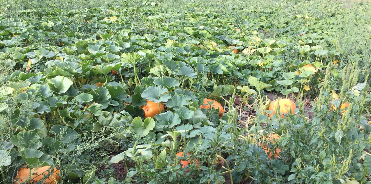 Ferrari Farms tweet media