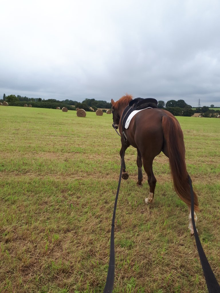mboxall71's tweet photo. @equinephysio Dressage pony on the long lines today . I say pony , I can't see over her ! The @batessaddles stock saddle at work again https://t.co/J5XdRkHUrP