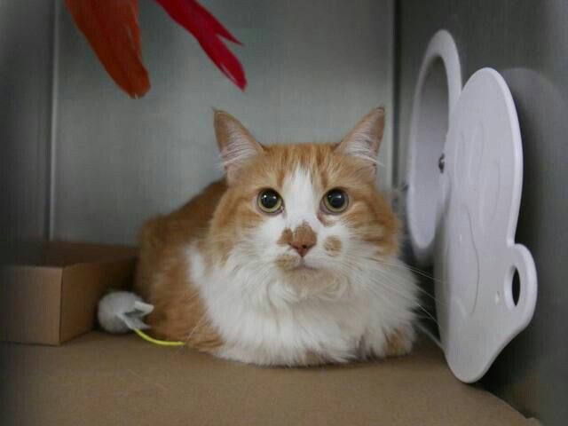 NYCDEATHROWCATS's tweet photo. PLEASE SHARE!! SUNNY - A0800279 - NEW PHOTO  **RETURN** 8 ...

Follow me here for more info and status updates: https://t.co/Ag7u1TyTlh https://t.co/XEQ8SXauUD