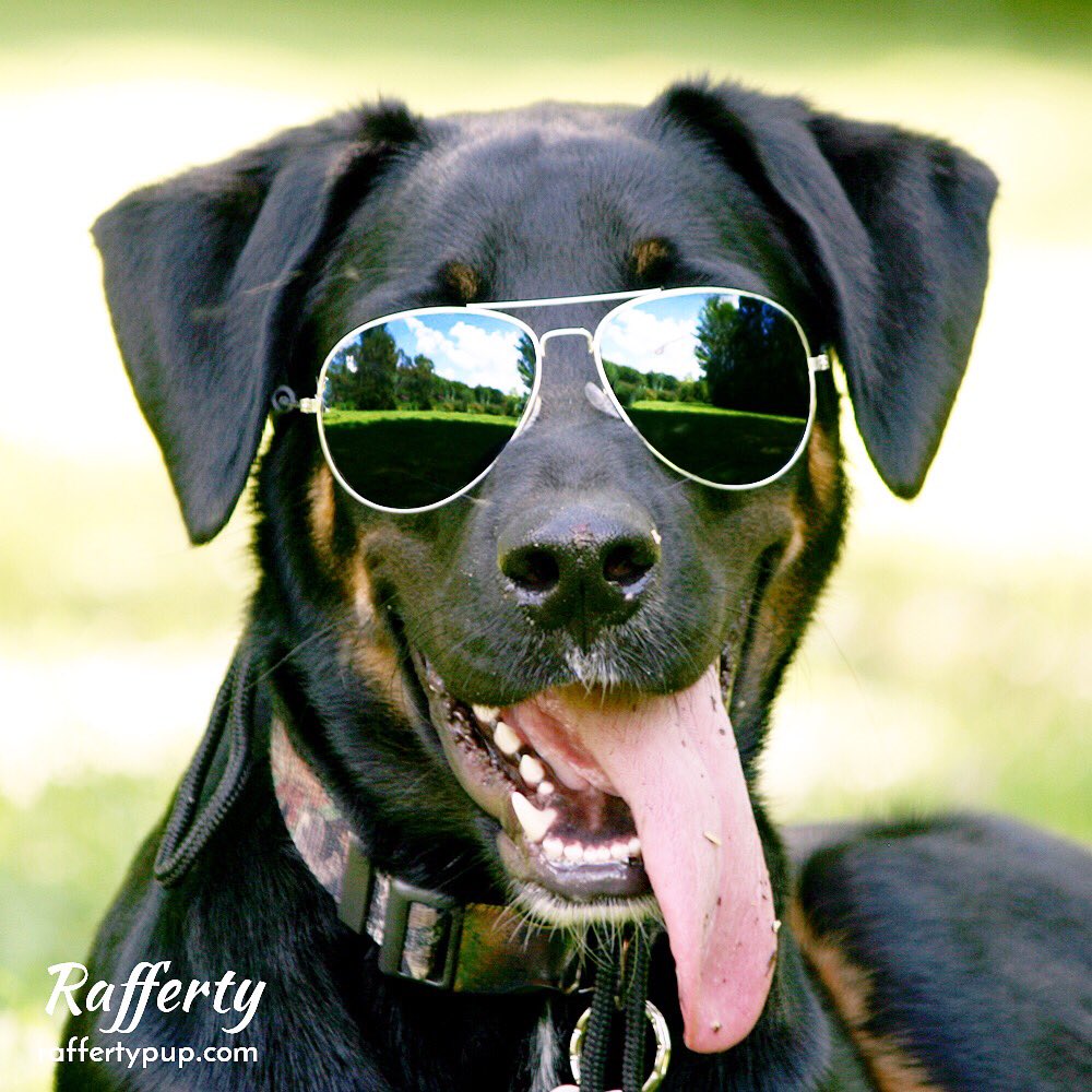 raffertypup's tweet photo. What are your plans for the eclipse today? 😎🌑🌞

(Pawrents, please remember to keep your fur babies inside today to protect their eyes 💙) https://t.co/sQiPZdtvEC
