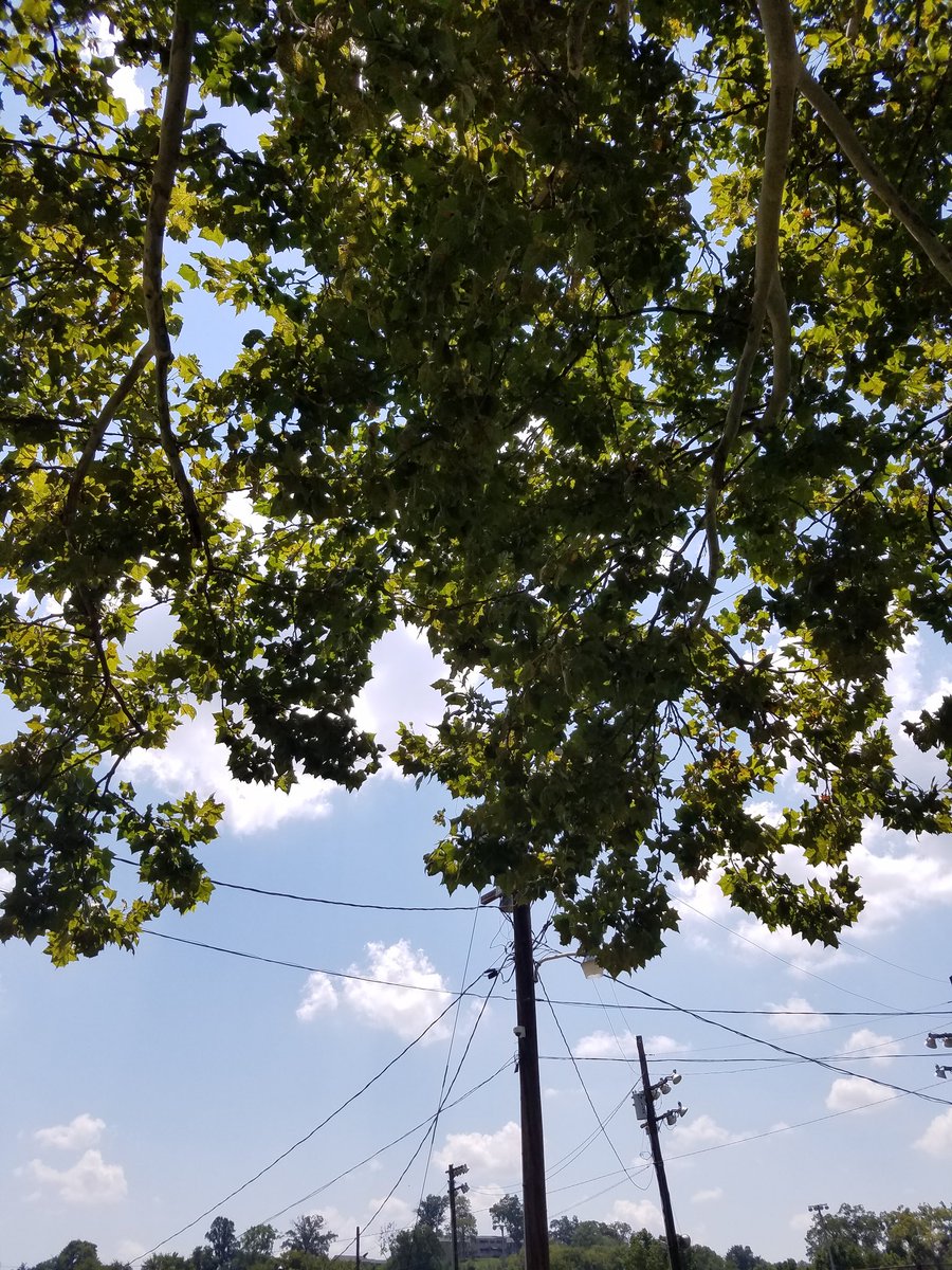 Joni Shore tweet media