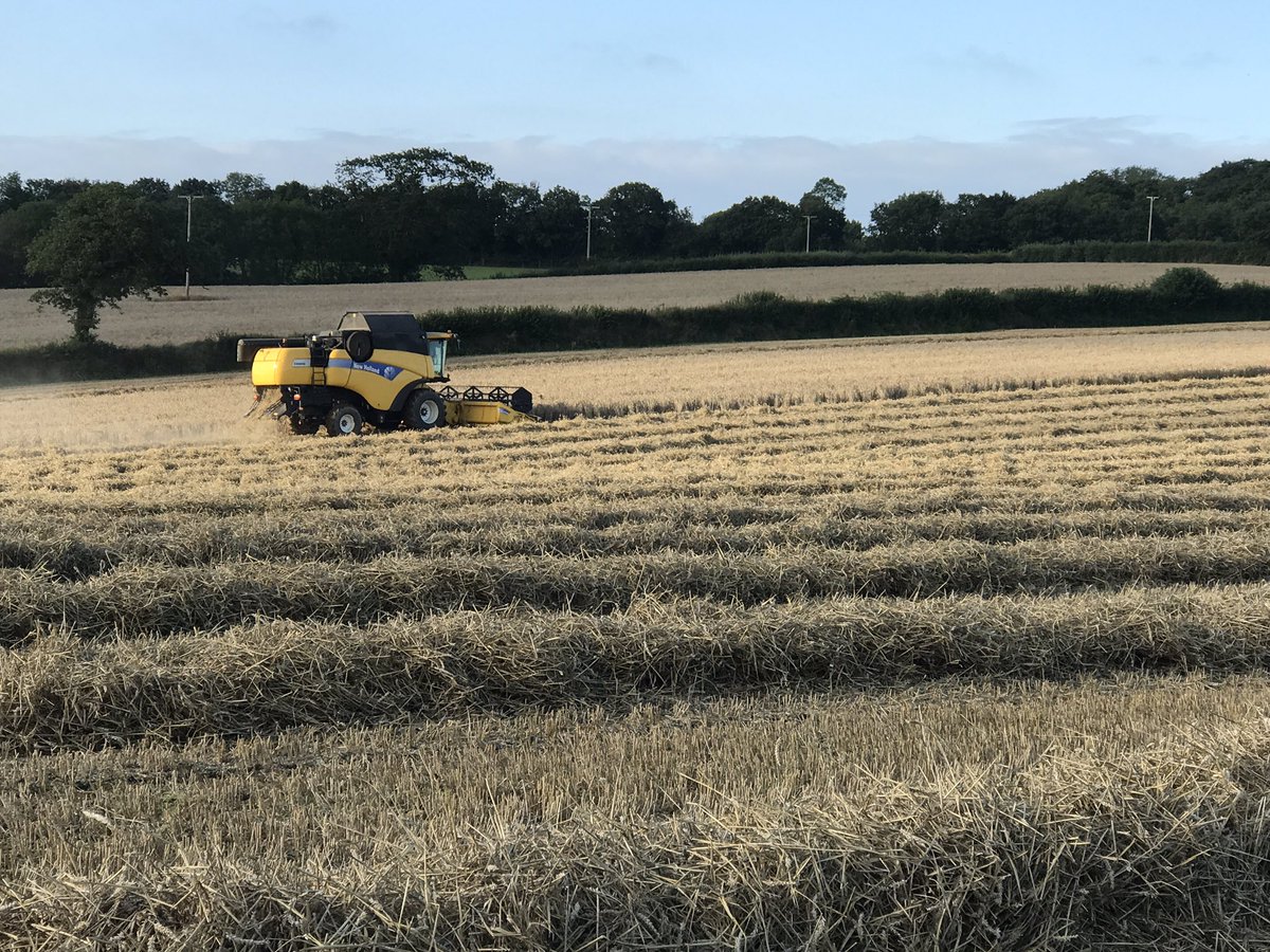 seedspecialist's tweet photo. #Combine's rolling, 5pm start after a very wet weekend. #Harvest17 #Cornwall #Nickerson https://t.co/2bU5fEBlip
