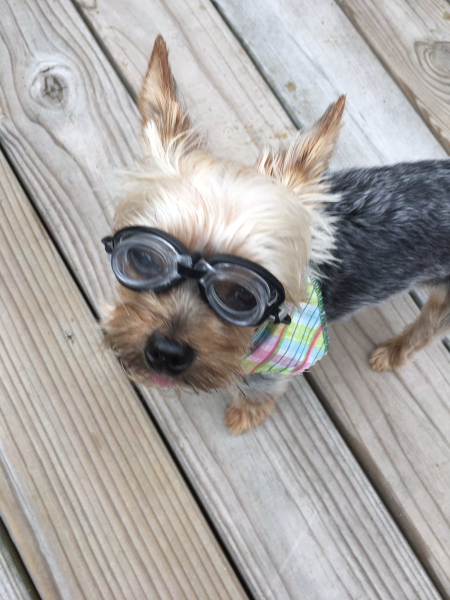 GiveMeSomeSun's tweet photo. @ShepNewsTeam Izzy ready to watch the Eclipse!! https://t.co/xMPS7Yl1B5