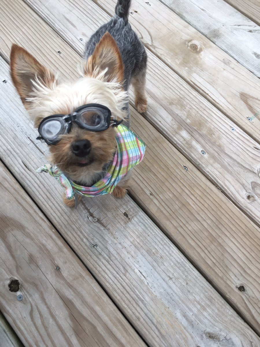 GiveMeSomeSun's tweet photo. @ShepNewsTeam Izzy is ready for the Eclipse! https://t.co/CmhhQCNtwp