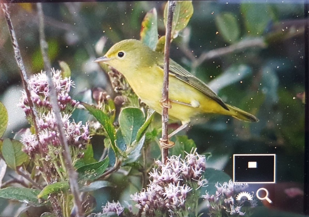 ColytonWildlife tweet picture